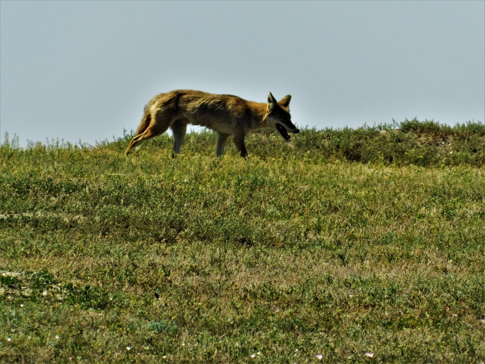 Coyote